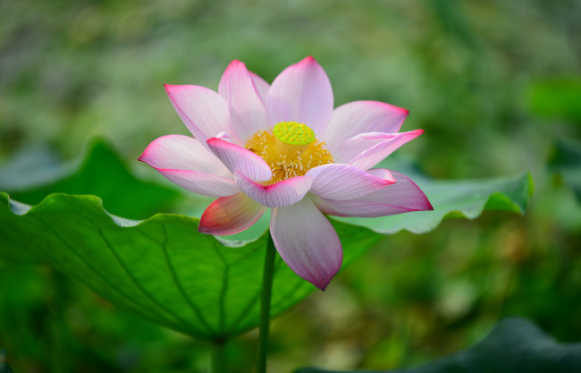 Обои картинки фото цветы, лотосы, лепестки