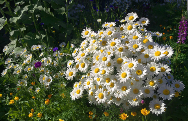 Обои картинки фото цветы, ромашки, букетик