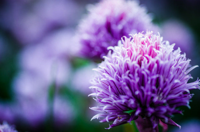 Обои картинки фото цветы, аллиум , декоративный лук, боке, макро, сиреневые, лук
