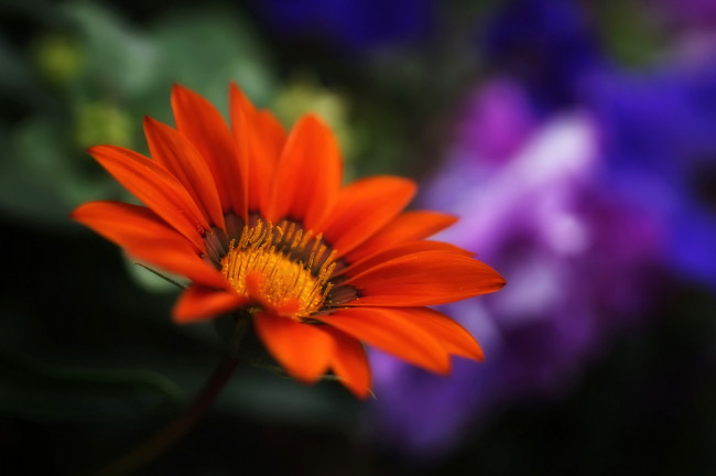 Обои картинки фото цветы, газания, размытость, лепестки, цветок, красный