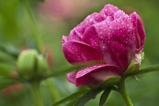 Обои картинки фото цветы, пионы, розовый