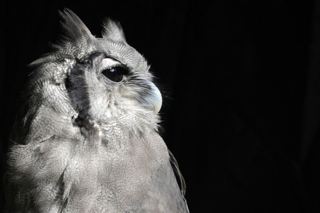 Обои картинки фото животные, совы, профиль, птица, черный, фон, сова