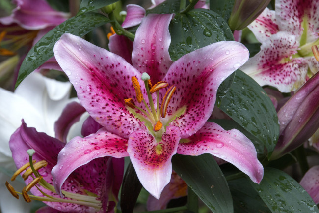 Обои картинки фото цветы, лилии,  лилейники, макро