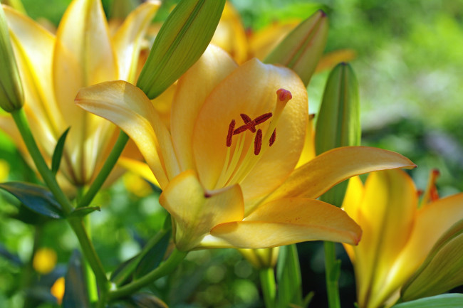 Обои картинки фото цветы, лилии,  лилейники, желтый