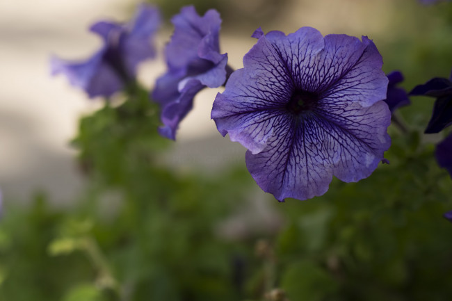 Обои картинки фото цветы, петунии,  калибрахоа, цветение, фиолетовые