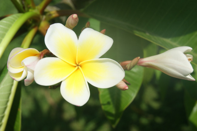 Обои картинки фото цветы, плюмерия, зеленый, фон, бутоны, цветки