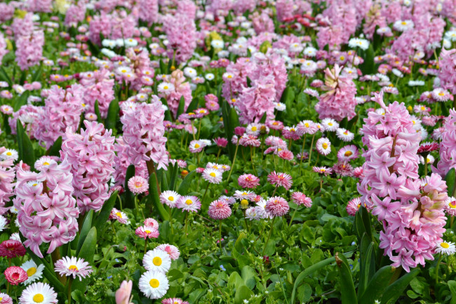 Обои картинки фото цветы, разные вместе, гиацинты, маргаритки