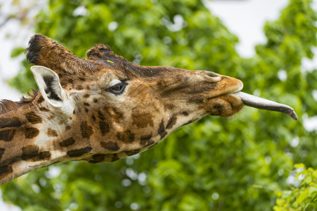 Обои картинки фото животные, жирафы, язык