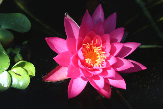 Обои картинки фото цветы, лилии водяные,  нимфеи,  кувшинки, розовый