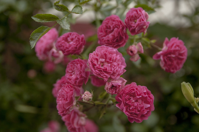 Обои картинки фото цветы, розы, цветение, листья, ветка