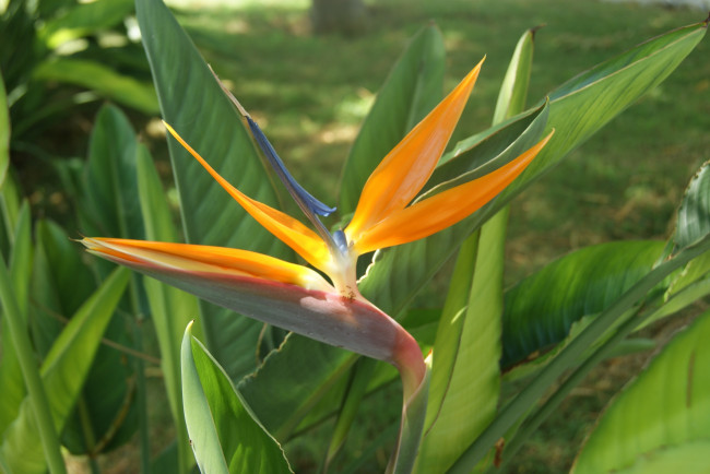 Обои картинки фото цветы, стрелиция , райская птица, зеленый, фон, цветок