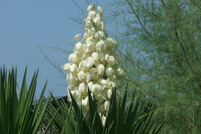Обои картинки фото цветы, юкка, цветок, ветка, небо, литья