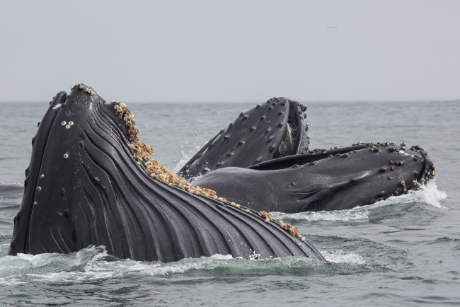 Обои картинки фото животные, киты,  кашалоты