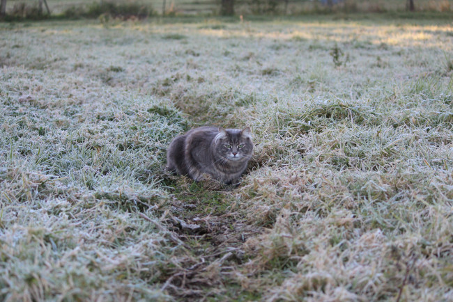 Обои картинки фото животные, коты, заморозки, иней, рава, серая, кошка, тропинка