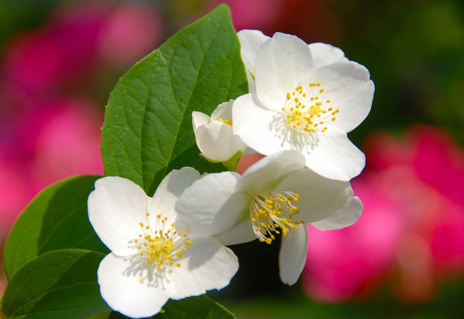 Обои картинки фото цветы, жасмин, белый