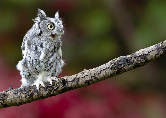 Обои картинки фото животные, совы, ветка, птица, хищник, ушастая, сова