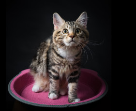 Картинка животные коты усы взгляд коте киса чёрный фон ушки