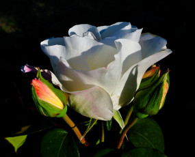 Картинка цветы розы роза