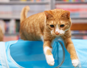 Картинка животные коты коте кошка киса лапки кот рыжий взгляд