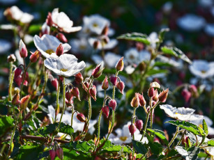 Картинка цветы луговые+ полевые +цветы луг солнечно