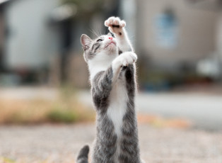 Картинка животные коты игра стоит коте кошка кот киса