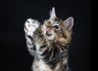 Картинка животные коты фон киса коте кот кошка котёнок взгляд чёрный игра лапки