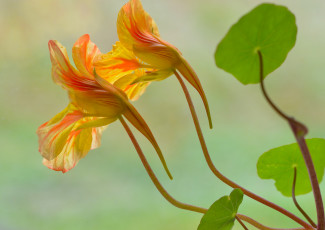 обоя цветы, фон