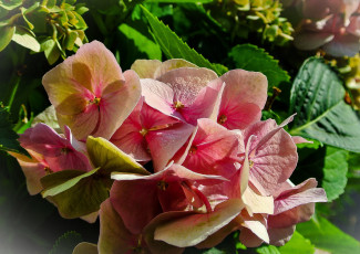 Картинка цветы гортензия