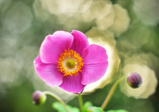 Картинка цветы анемоны +сон-трава анемон