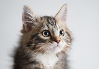 Картинка животные коты фон киса коте кот кошка котёнок взгляд