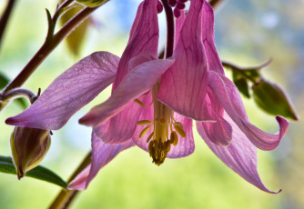 Картинка цветы аквилегия+ водосбор