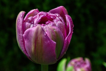 Картинка цветы тюльпаны весна