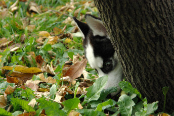 Картинка животные собаки щенок голова дерево трава листья поиск