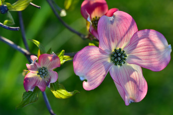 Картинка цветы кизил