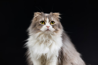 Картинка животные коты чёрный фон кошка коте киса ушки усы взгляд