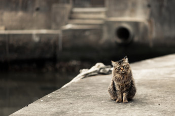 Картинка животные коты фон ушки усы взгляд коте киса