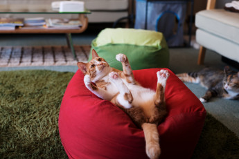 Картинка животные коты кошка кот кверху лапами киса взгляд коте