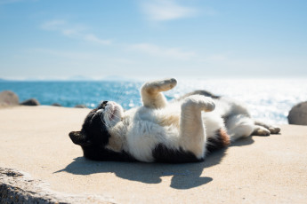 Картинка животные коты море небо коте кот пляж солнце лето кошка киса