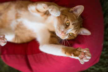 Картинка животные коты ушки усы коте киса рыжий лапки спит