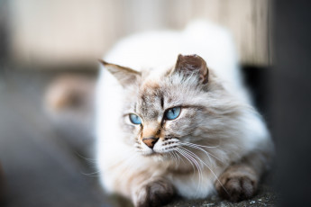 Картинка животные коты ушки усы коте киса взгляд кошка