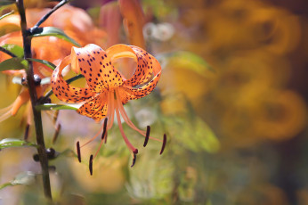 Картинка цветы лилии +лилейники лето природа orange tiger lily