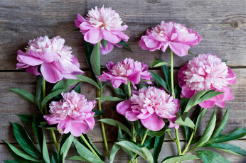 Картинка цветы пионы