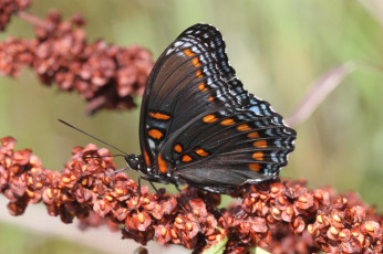 Картинка животные бабочки +мотыльки +моли бабочка