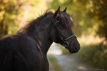 Картинка животные лошади чёлка морда конь грива