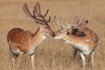 Картинка животные олени рога олень