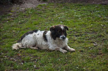 Картинка животные собаки лужайка трава грусть собака