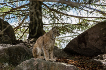 Картинка животные рыси кошка лес