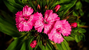 Картинка цветы гвоздики розовые