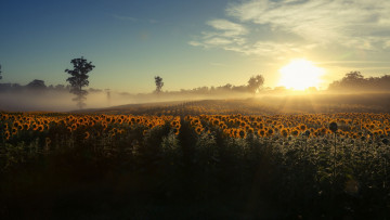 Картинка цветы подсолнухи утро туман