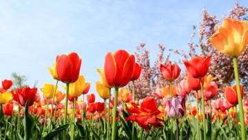 Картинка цветы тюльпаны лепестки фон